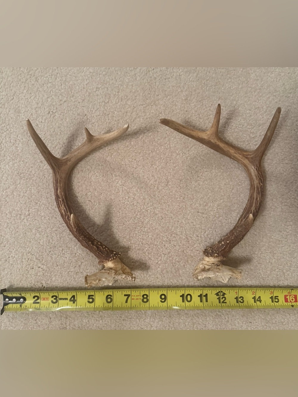 Deer Antler set